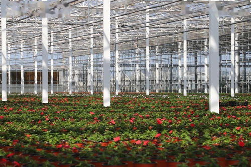 光明超级工厂 花博会背后的“牛”气与花卉销售新篇章