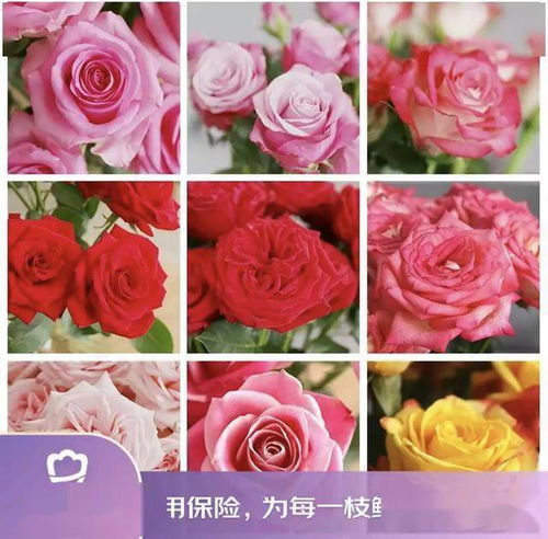 京东鲜花新花样 615生活鲜花节创新高，引领动态礼品花卉销售新趋势