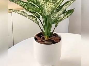 北京绿植花卉销售新趋势 年宵花卉与礼品花卉的市场融合与发展